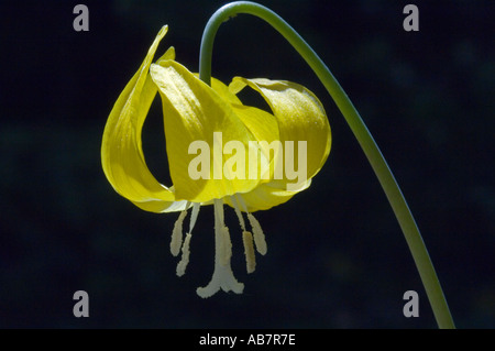 Blume Glacier Lily Erythronium Grandiflorum Table Mountain Kittitas County Eastern Washington Juni Stockfoto