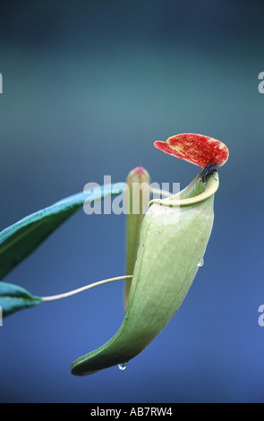 Madagascarian Kannenpflanze (Nepenthes Madagascariensis), Krug mit Fliege, Madagaskar Stockfoto