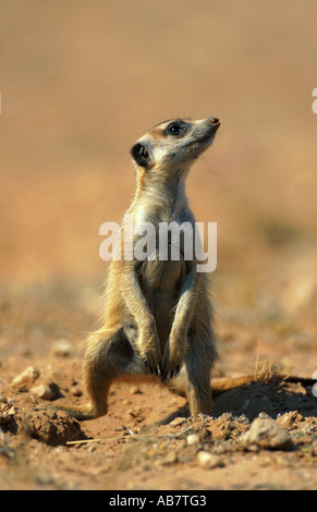 Suricate, schlank-tailed Erdmännchen (Suricata Suricatta), kriechen, Südafrika Stockfoto