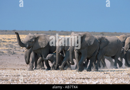 Afrikanischer Elefant (Loxodonta Africana), wenige Herde, Namibia Stockfoto