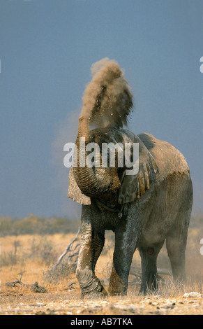 Afrikanischer Elefant (Loxodonta Africana), Staub Bad, Namibia Stockfoto