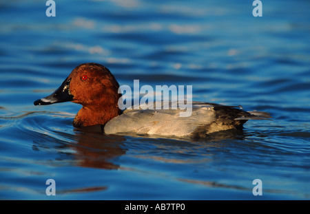 gemeinsamen Tafelenten (Aythya 40-jähriger), Schwimmen männlich, Frankreich Stockfoto