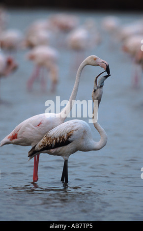 Rosaflamingo (Phoenicopterus Ruber), Fütterung der ein Jungvogel, Frankreich Stockfoto