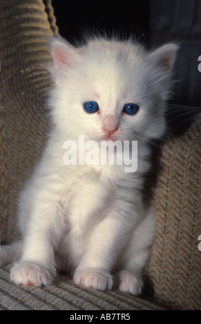 Hauskatze, Hauskatze, Türkisch Angora (Felis Silvestris F. Catus) Kätzchen Stockfoto