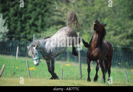 Welsh Pony, Abschnitt D, Cob Pony (Equus Przewalskii F. Caballus), treten Stockfoto