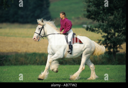 Shire Horse (Equus Przewalskii F. Caballus), im Galopp über Wiese, mit Reiterin Stockfoto