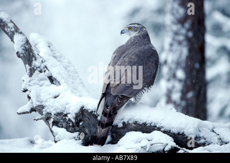 Weiblichen nördlichen Habicht im Schnee Stockfoto