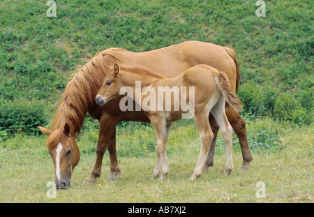 Deutsche Reiten Pony (Equus Przewalskii F. Caballus), Stute mit Fohlen auf der Wiese Stockfoto