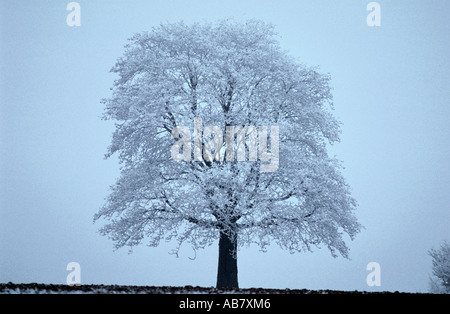 Eiche (Quercus spec.), mit Raureif bedeckt Stockfoto