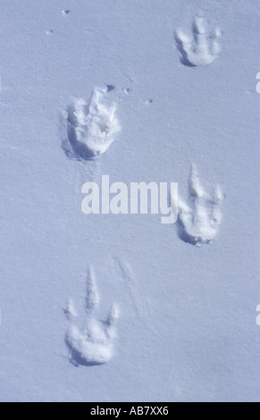 Kaiserpinguin (Aptenodytes Forsteri), Fuß Strecken, Antarktis, Dawson-Lambton-Gletscher Stockfoto
