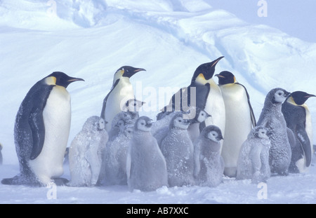 Kaiserpinguin (Aptenodytes Forsteri), Kolonie in einem Schneesturm, Dawson-Lambton-Gletscher Stockfoto