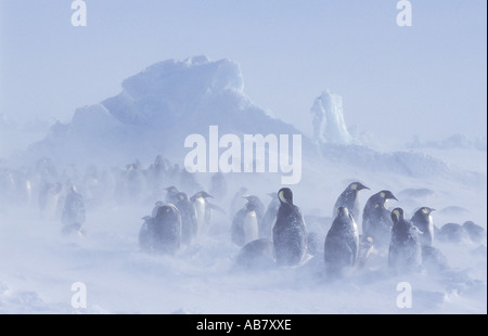 Kaiserpinguin (Aptenodytes Forsteri), Kolonie in einem Schneesturm, Dawson-Lambton-Gletscher Stockfoto