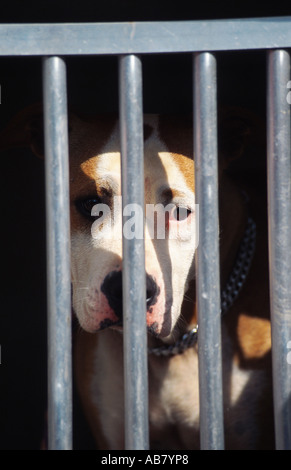 Amerikanischer Staffordshire-Terrier (Canis Lupus F. Familiaris), hinter einem Gitter Stockfoto