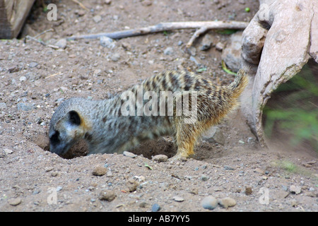 Suricate, schlank-tailed Erdmännchen (Suricata Suricatta), die Höhle zu graben Stockfoto