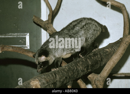 gemeinsamen Fleckenmusang (Paradoxurus Hermaphroditus), zu Fuß auf einem Ast, gefangen Stockfoto