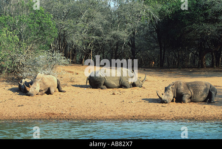 Breitmaulnashorn, Quadrat-lippige Nashorn Rhinoceros (Ceratotherium Simum), grass drei Personen liegen am Ufer, schlafen, Stockfoto