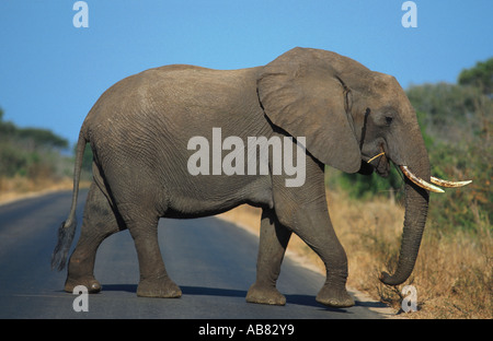Afrikanischer Elefant (Loxodonta Africana), überqueren die Straße, Kruger NP Stockfoto