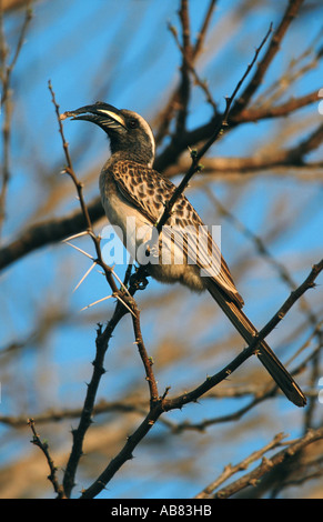 Afrikanische Grau Toko (Tockus Nasutus), sitzen auf Zweig, Südafrika, Kruger NP Stockfoto