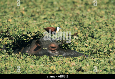 Nilpferd oder Flusspferd (Hippopotamus Amphibius), zu Fuß auf Flusspferde Kopf, Südafrika, Kruger NP lily-trotter Stockfoto
