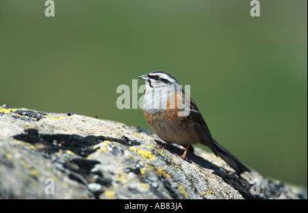 Rock Bunting (Emberiza cia), Männlich, auf Stein, Spanien, Sierra De Gredos sitzend Stockfoto