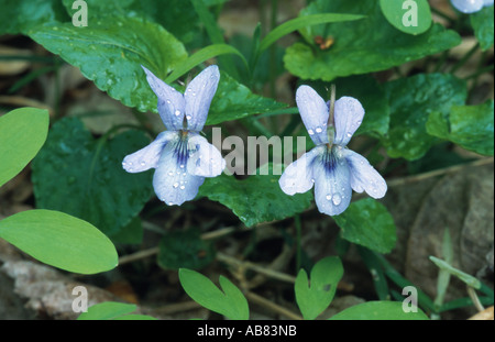 Sumpf-Veilchen (Viola Palustris), zwei Blüten, Ungarn, Neusiedler See Stockfoto