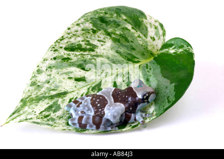 Amazonas Baldachin Frosch (Phrynohyas Resinifictrix), sitzt auf einem grünen Blatt Stockfoto