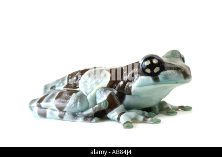 Amazonas Baldachin Frosch (Phrynohyas Resinifictrix), Seitenansicht Stockfoto