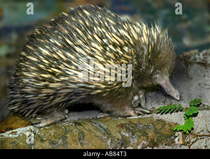 kurznasige Echidna, Kurzschnabeligel, stachelige Ameisenbär (Tachyglossus Aculeatus) Stockfoto