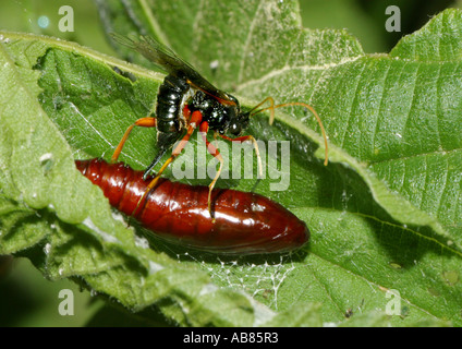 Ichneumon fliegen, Ei Ichneumons (Ichneumonidae), Verlegung in Puppe Stockfoto