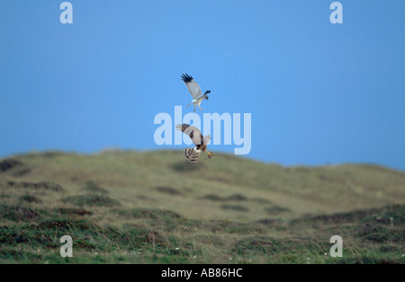 Kornweihe (Circus Cyaneus), überreichen von Beutetieren, Niederlande, Texel Stockfoto