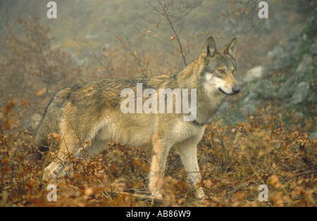 Europäische graue Wolf (Canis Lupus Lupus), einziges Tier im Nebel, Italien, Abruzzen NP, Majella-Gebirges Stockfoto