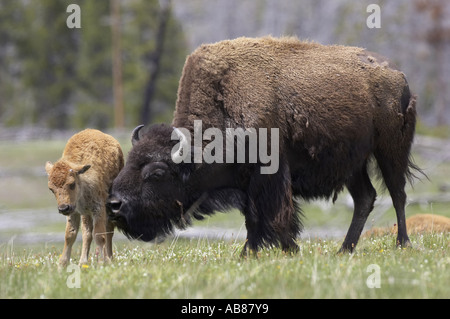 Amerikanische Bison, Büffel (Bison Bison), Mutter Reinigung Kalb, USA Stockfoto