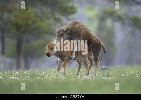 Amerikanische Bison, Büffel (Bison Bison), Kälber tummeln in Wiese, USA Stockfoto