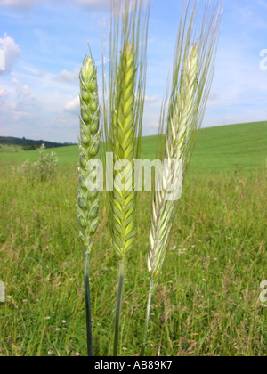 Brot, Weizen, Weizen (Triticum Aestivum), Weizen (Triticum Aestivum, links) und Roggen (Secale Cereale, rechts) in Comparisi kultiviert Stockfoto