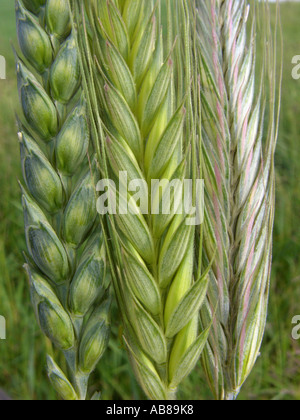 Brot, Weizen, Weizen (Triticum Aestivum), Weizen (Triticum Aestivum, links) und Roggen (Secale Cereale, rechts) in Comparisi kultiviert Stockfoto