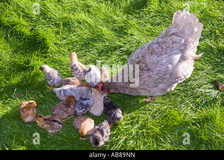 Glucke mit Küken unter eine Woche alt aus durch mehr als eine Henne voller Pflanzen von der Fütterung gelegten Eiern geschlüpft Stockfoto