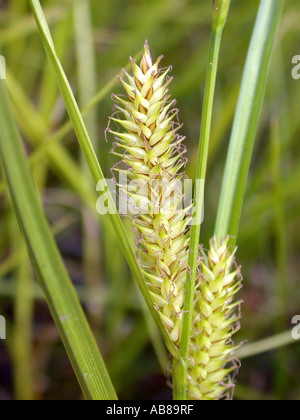 Blase-Segge, aufgeblasenen Segge (Carex Vesicaria), spike Stockfoto