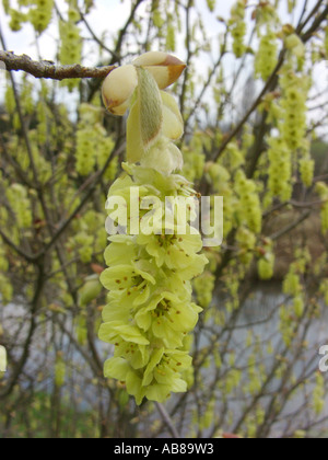 Kahlen Winter Hazel (Corylopsis Glabrescens), Blütenstand Stockfoto