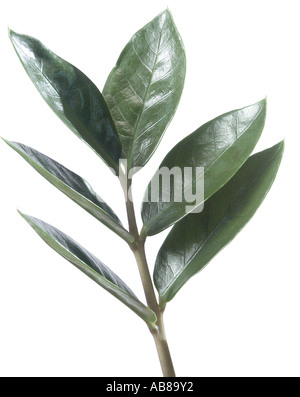 Aroid Palm, Farn Palm, saftigen Philodendron, Golden Tree, Sansibar Gem (Zamioculcas Zamiifolia), Blatt, geschnitten Stockfoto