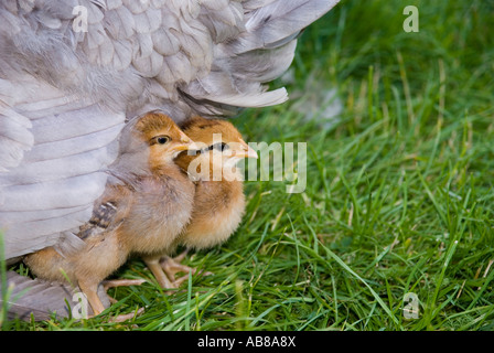 Glucke mit Küken unter ihre Fittiche Stockfoto