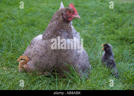 Glucke mit Küken unter eine Woche alt - Fiepen für Aufmerksamkeit von Mama Stockfoto