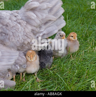 Glucke mit Küken unter eine Woche alt aus durch mehr als eine Henne voller Pflanzen von der Fütterung gelegten Eiern geschlüpft Stockfoto