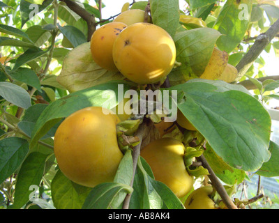 Kaki Pflaumenbaum, japanische Persimone (Diospyros Kaki), Früchte am Baum Stockfoto