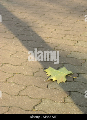 Ahornblatt in Herbstfärbung am Boden liegend Stockfoto