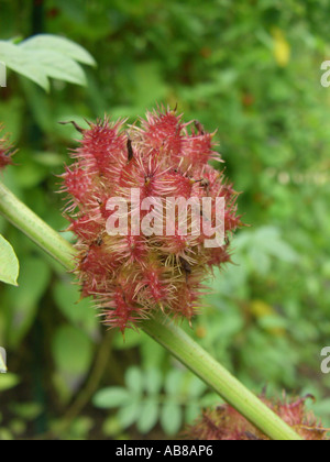 gemeinsamen Lakritz, Lakritz, Lakritz, Lakritz, süße Lakritze, Süßholz, echte Lakritze (Glycyrrhiza Glabra, Liqu kultiviert Stockfoto