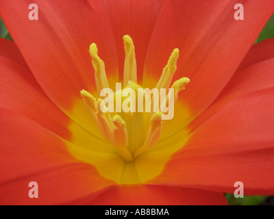 gemeinsamer Garten-Tulpe (Tulipa 'Scarlet Baby', Tulipa Scarlet Baby), Pistill und Ausdauer Stockfoto