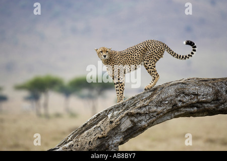 Gepard (Acinonyx Jubatus), zu Fuß auf Baumstamm, Kenia Stockfoto