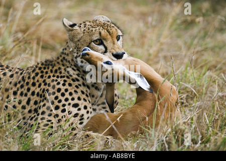 Gepard (Acinonyx Jubatus), liegend mit Auffangschale Antilope in Mund, Kenia Stockfoto