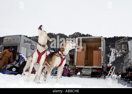 Alaska Huskie (Canis Lupus F. Familiaris), Alpentrail 2005, Italien, Suedtirol, Brueckele, Prags Stockfoto