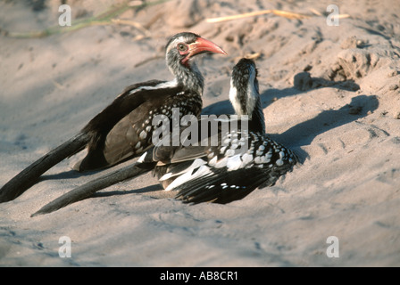 rot-billed Hornbill (Tockus Erythrorhynchus), wobei Sandbad, Botswana Stockfoto